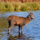 red stag